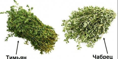 Majčina dušica i timijan: razlike, fotografija